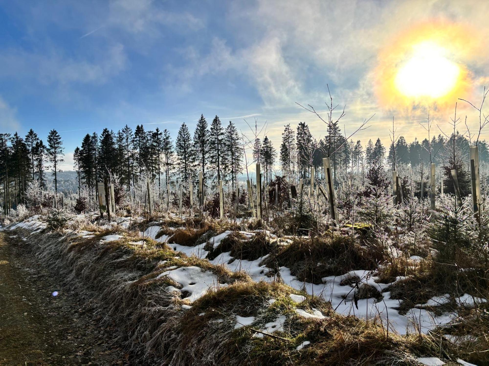 17 Am Berg Leilighet Winterberg Eksteriør bilde